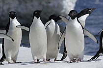 Adelie Penguin (Pygoscelis adeliae) group, Antarctic Peninsula, Antarctica