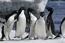 Adelie Penguin (Pygoscelis adeliae) group with some individuals calling, Antarctic Peninsula, Antarctica