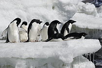 Adelie Penguin (Pygoscelis adeliae) group resting on melting iceberg, Antarctic Peninsula, Antarctica