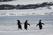 Adelie Penguin (Pygoscelis adeliae) trio walking on ice, Antarctic Peninsula, Antarctica