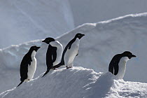 Adelie Penguin (Pygoscelis adeliae) group on iceberg, Antarctic Peninsula, Antarctica