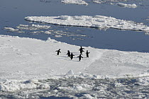 Adelie Penguin (Pygoscelis adeliae) group walking on ice floe, Antarctic Peninsula, Antarctica
