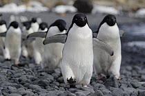 Adelie Penguin (Pygoscelis adeliae) group marching to colony, Antarctic Peninsula, Antarctica