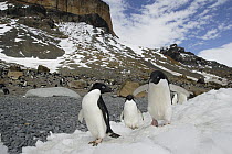 Adelie Penguin (Pygoscelis adeliae) trio walking on ice near colony, Antarctic Peninsula, Antarctica