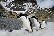 Adelie Penguin (Pygoscelis adeliae) trio walking on ice near colony, Antarctic Peninsula, Antarctica