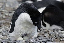 Adelie Penguin (Pygoscelis adeliae) incubating two eggs in nest, Antarctic Peninsula, Antarctica