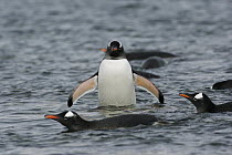Gentoo Penguin (Pygoscelis papua) group coming out of sea, Antarctic Peninsula, Antarctica