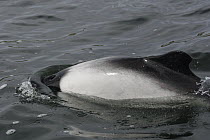 Commerson's Dolphin (Cephalorhynchus commersonii) breathing, Falkland Islands