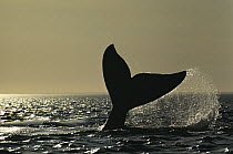 Southern Right Whale (Eubalaena australis) tail slap at sunset, Valdes Peninsula, Argentina