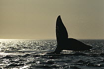 Southern Right Whale (Eubalaena australis) tail slap in sunset, Valdes Peninsula, Argentina