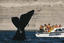 Southern Right Whale (Eubalaena australis) diving near whale watching boat, Valdes Peninsula, Argentina