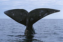 Southern Right Whale (Eubalaena australis) diving, Valdes Peninsula, Argentina