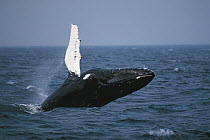 Humpback Whale (Megaptera novaeangliae) breaching, Stellwagen Bank National Marine Sanctuary, Cape Cod, Massachusetts