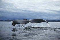Humpback Whale (Megaptera novaeangliae) diving, Newfoundland, Canada