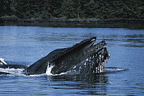 Humpback Whale (Megaptera novaeangliae) gulp feeding showing baleen plates, southeast Alaska