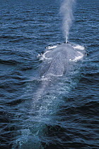 Blue Whale (Balaenoptera musculus) spray from blowhole, endangered, Sea of Cortez, Mexico