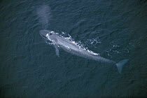 Blue Whale (Balaenoptera musculus) spray from blowholes, endangered, Sea of Cortez, Mexico