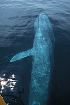 Blue Whale (Balaenoptera musculus) showing pectoral fin, endangered, Sea of Cortez, Mexico