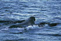 Blue Whale (Balaenoptera musculus) filter feeding, extended gular pouch showing throat grooves, endangered, Sea of Cortez, Mexico