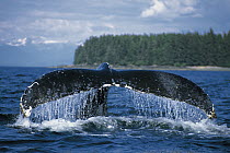 Humpback Whale (Megaptera novaeangliae) diving, Alaska