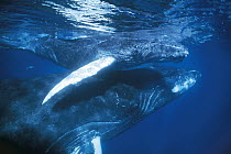Humpback Whale (Megaptera novaeangliae) mother and young calf in breeding grounds, Silver Bank, Dominican Republic