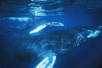 Humpback Whale (Megaptera novaeangliae) mother and calf underwater in breeding ground, Silver Bank, Dominican Republic