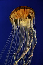 Pacific Sea Nettle (Chrysaora fuscescens) spreading tentacles, aquarium, Japan