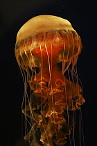 Black Sea Nettle (Chrysaora achlyos) spreading tentacles, aquarium, Japan