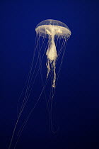 Jellyfish (Sanderia malayensis) spreading tentacles, aquarium, Japan