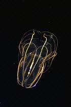 Comb Jelly (Bolinopsis mikado) exhibiting bioluminescence, aquarium, Japan