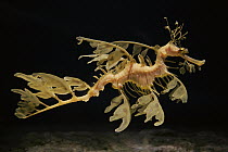 Leafy Sea Dragon (Phycodurus eques) camouflaged as seaweed, aquarium, Japan