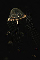 Jellyfish (Tima formosa) spreading tentacles, aquarium, Japan