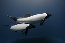 Commerson's Dolphin (Cephalorhynchus commersonii) mother and calf, aquarium, Japan