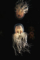 Jellyfish (Spirocodon saltator) spreading tentacles, aquarium, Japan