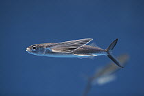 Bony Flyingfish (Hirundichthys oxycephalus) swimming, Japan