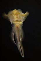 Bigfin Reef Squid (Sepioteuthis lessoniana), Japan