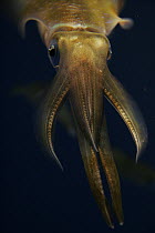 Bigfin Reef Squid (Sepioteuthis lessoniana) in school of same sized individuals, Japan