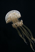 Papuan Jellyfish (Mastigias papua), Japan