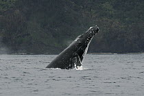 Humpback Whale (Megaptera novaeangliae) breaching, Ogasawara Island, Japan