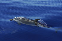 Pantropical Spotted Dolphin (Stenella attenuata) surfacing, Ogasawara Island, Japan