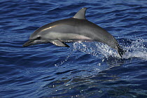 Spinner Dolphin (Stenella longirostris) jumping, Ogasawara Island, Japan