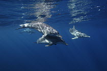 Indo-Pacific Bottlenose Dolphin (Tursipos aduncus) pod underwater, Ogasawara Island, Japan