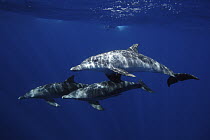 Indo-Pacific Bottlenose Dolphin (Tursipos aduncus) trio, Ogasawara Island, Japan