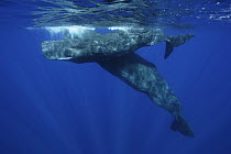 Sperm Whale (Physeter macrocephalus) pair at surface, Ogasawara Island, Japan
