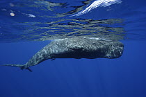 Sperm Whale (Physeter macrocephalus) surfacing, Ogasawara Island, Japan