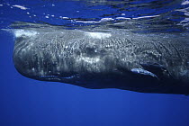 Sperm Whale (Physeter macrocephalus) surfacing, Ogasawara Island, Japan