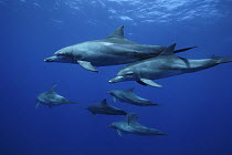 Indo-Pacific Bottlenose Dolphin (Tursipos aduncus) pod, Ogasawara Island, Japan