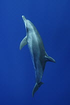Indo-Pacific Bottlenose Dolphin (Tursipos aduncus) swimming towards surface, Ogasawara Island, Japan