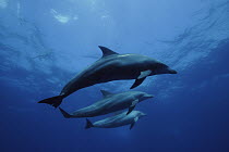 Indo-Pacific Bottlenose Dolphin (Tursipos aduncus) trio near surface, Ogasawara Island, Japan