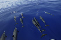 Pantropical Spotted Dolphin (Stenella attenuata) pod bow riding, Ogasawara Island, Japan